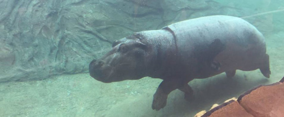 La Bihourderie Hippopotames Beauval Zoological Park