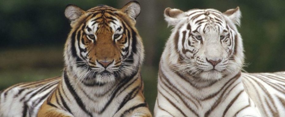 La Bihourderie Tigers Beauval Zoological Park
